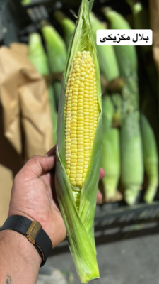 خدمات مجموعه فرزاد آقاوندی در دزفول 