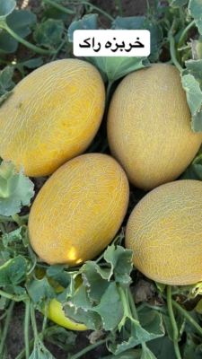 تأمین انواع محصولات کشاورزی تاز