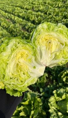 معرفی محصولات